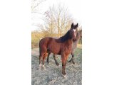 JACKIE SAPI (le 06.03.2021)