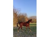 JACKIE SAPI (le 06.03.2021)