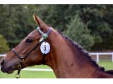 Jolva (No Risk At All & Fodile)