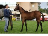 Jolva (No Risk At All & Fodile)