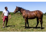 Jolva (No Risk At All & Fodile)