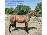 Jolva (No Risk At All & Fodile)