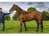 Jolva 2019 f. No Risk At All & Fodile - Mai 2021