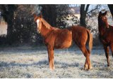 Rocket des Mottes, à l'âge de yearling