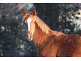 Rocket des Mottes, à l'âge de yearling