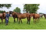 Femelle de Shamalgan et Castillon, le 1e juin 2016