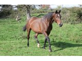 Onyx de Roches