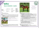 Jolva (No Risk At All & Fodile)