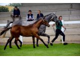 Jolva (No Risk At All & Fodile)
