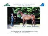 Concours du National du haras du Pin 2014