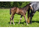 n. 2020 m. Cokoriko & Runonthesand