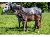 n. 2020 m. Cokoriko & Runonthesand