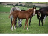 LOWELL (M21 Ivanhowe x Calonge) - août 2021