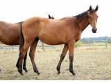 Yearling