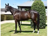 Flashkille - Vente d'été Arqana 2017 (Store 2ans)