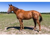 Equanimity par Champs Elysées & Norfolk Broads