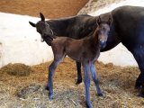 Naissance
