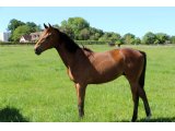 Yearling