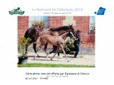 Concours du National du Haras du Pin 2014