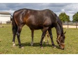 Dance de Baune par Balko & Kitti Wake