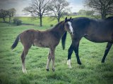 f.20 Askabane x Cokoriko (Photo prise le 09/04/2020)