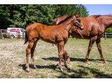 n. 2020 m. Pedro the Great & Mélodienne