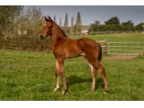 n. 2021 m. Prince Gibraltar & La Cataleya - Avril 2021