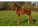 n. 2021 m. Prince Gibraltar & La Cataleya - Avril 2021