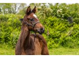 n. 2021 m. Great Pretender & Quaty des Planches - Mai 2021