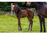 n. 2021 m. Great Pretender & Quaty des Planches - Mai 2021