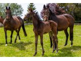 n. 2021 m. Great Pretender & Quaty des Planches - Mai 2021