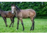 n. 2021 m. Bathyrhon & Diane d'Oudairies - juin 2021