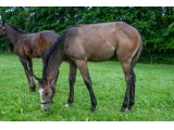 n. 2021 m. Bathyrhon & Diane d'Oudairies - juin 2021