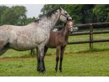 n. 2021 m. Bathyrhon & Diane d'Oudairies - juin 2021