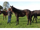 n. 2019 f. Great Pretender & Tante Sissi