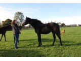 n. 2019 f. Great Pretender & Tante Sissi