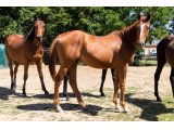 Java Bleue (2019) par Conillon & Dame Groom