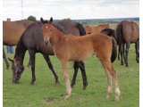 Bamos Foal