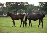 LUXEOR (M21 Free Port Lux x Oranie Jolie) - juillet 2021
