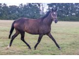 Armada par Early March & Morava