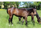 Yearling
