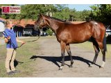 n. (f. Myboycharlie & Rime à Rien) Top Price des Ventes Osarus La Teste 3-4 sept 2019