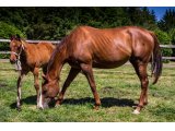 Mélodienne (Kitten's Joy & Melody Maiden)