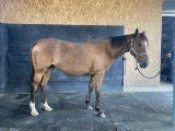Bahama's Hope Domaine des Pins Haras Elevage Repos Soins