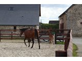Top Cool, suitée de son foal par Evasive