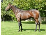 GOLDEN BOWL YEARLING
