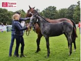 Jariv des Bruyères (Magneticjim & Omance)