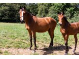 Dame Groom par Tiger Groom & Notre Dame Bleue