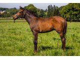 n. 2020 m. Masterstroke & Evolue de Palma