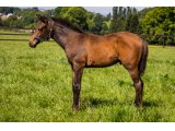 n. 2020 m. Masterstroke & Evolue de Palma